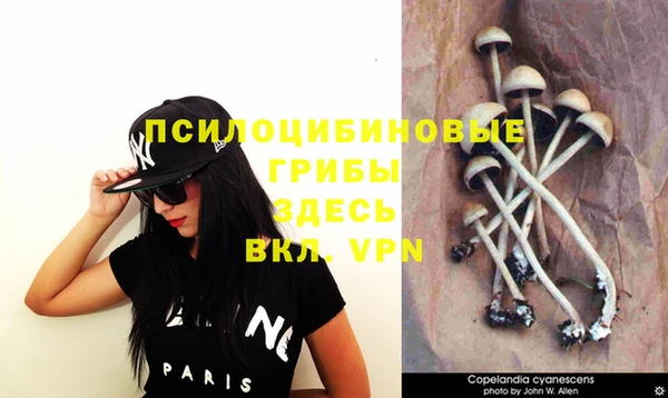 стафф Вязьма