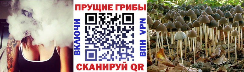 дарнет шоп  Инсар  Псилоцибиновые грибы Magic Shrooms 